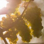 3 grappes de raisins de riesling