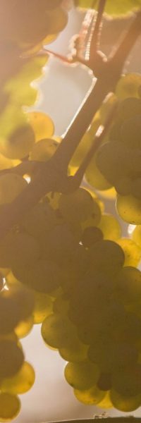 3 grappes de raisins de riesling