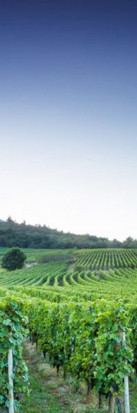 vue sur une colline avec des vignes et un ciel bleu