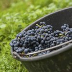 grappe de pinot noir dans un sceau de vendange