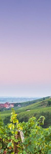 vue depuis une vigne sur dambach la ville et une chapelle