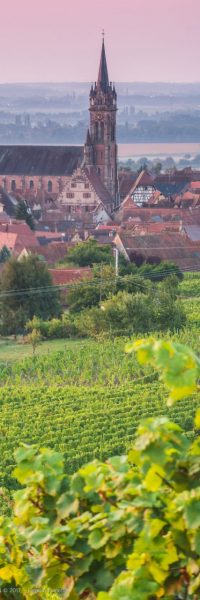 parcelles de vigne au bord d'un village médiéval