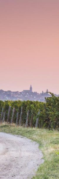 chemin de vignes avec un virage evrs la gauche et un village en fond