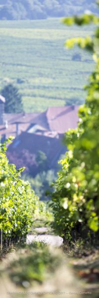 photo d'une rangée de vigne avec des maison en fond
