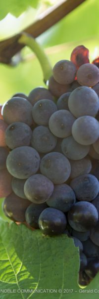 photo avec zoom sur une grappe de raisin