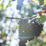 photo d'une grappe de raisin accroché à une branche