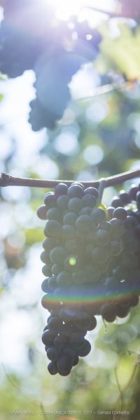 photo d'une grappe de raisin accroché à une branche