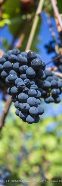 photo d'une grappe de raisin violet