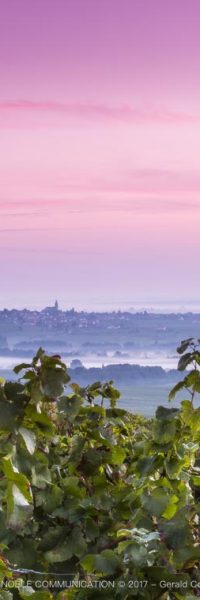 photo d'une vigne avec un ciel rose