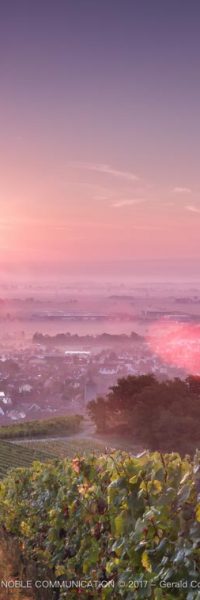 photo depuis le haut d'un vignoble au levé de soleil