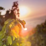 photo d'une feuille de vigne avec le soleil en arrière plan