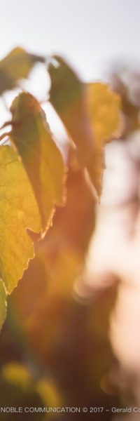 photo d'une feuille de vigne zoomée