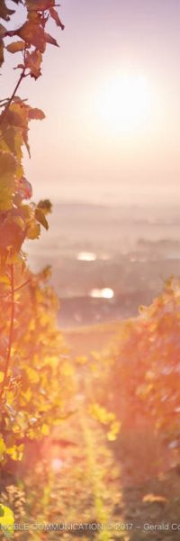 photo d'une rangée de vignes avec des grappes rouges