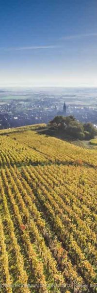 photo d'un vignoble avec des feuilles jaunes à Dambach la ville