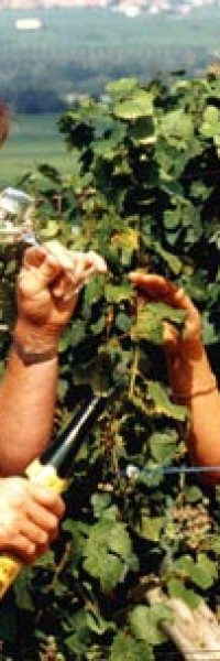 un couple dans les vignes en train de déguster un verre vin