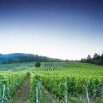 Vis ma vigne : l’été chargé de la famille Frey