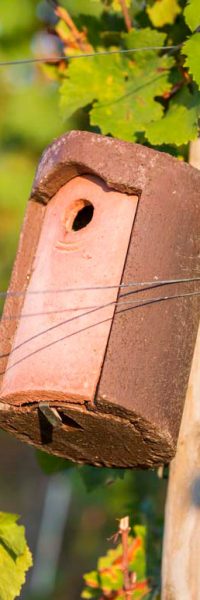 nichoir à mésange dans les vignes