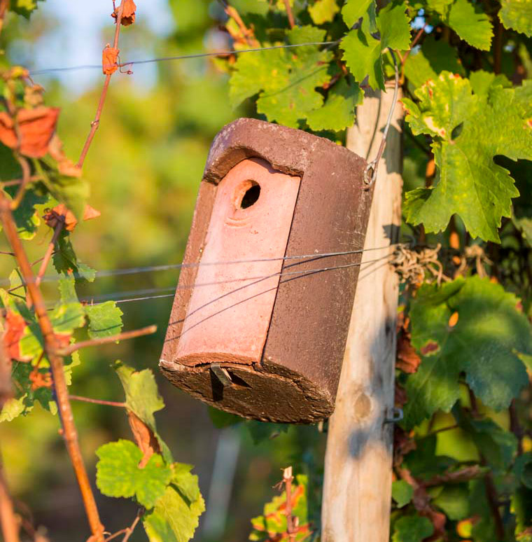 nichoir à mésange dans les vignes
