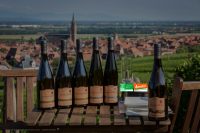 bouteilles de vins dans les vignes avec logo bio