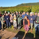 Vendanges et millésime 2019